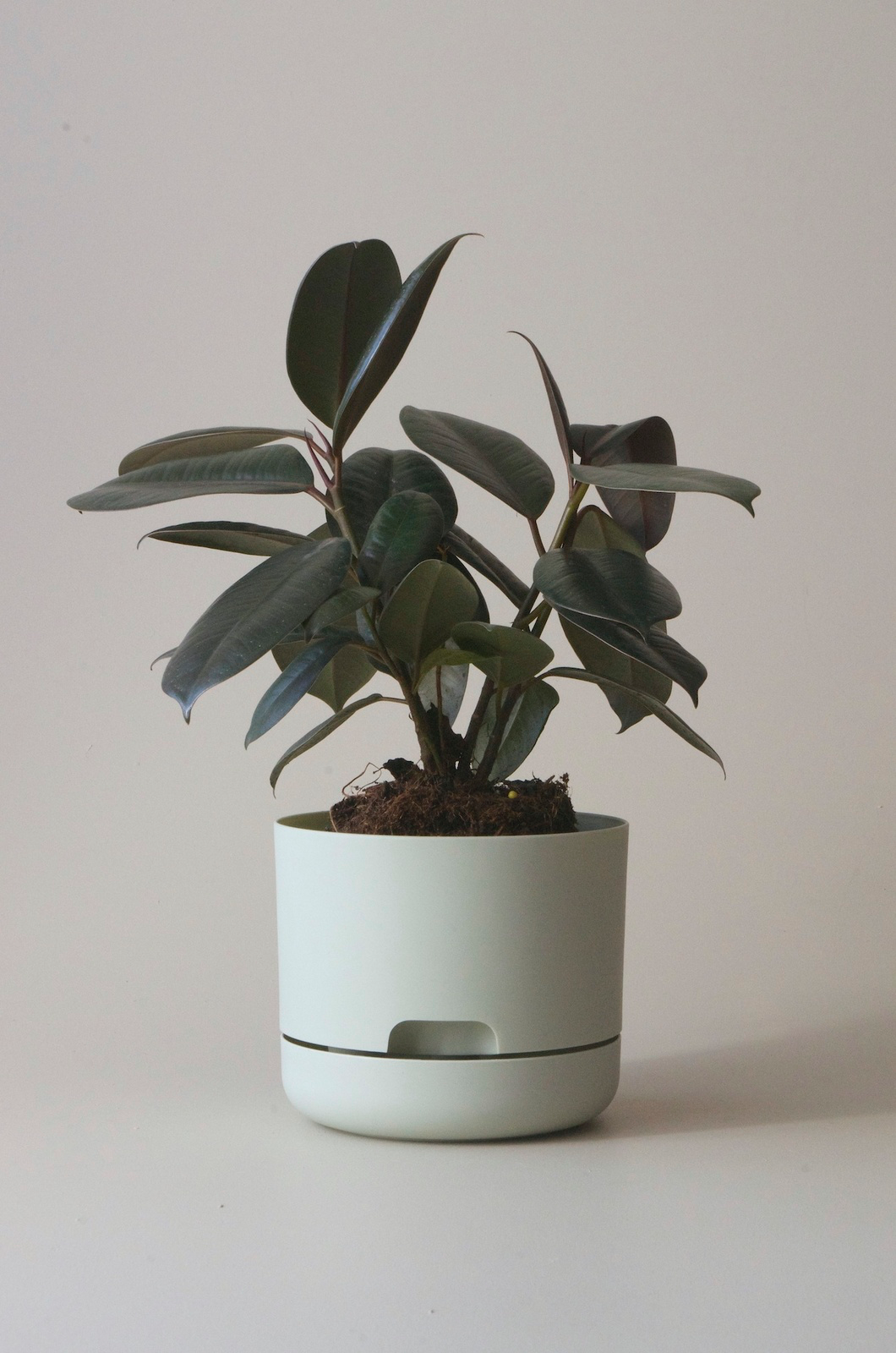 Mr Kitly x Decor selfwatering pots - Fog